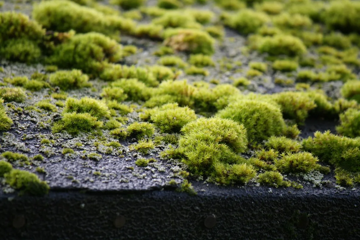 Moss growing along the edge of a roof covering
